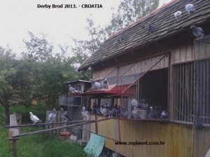 Derby5a